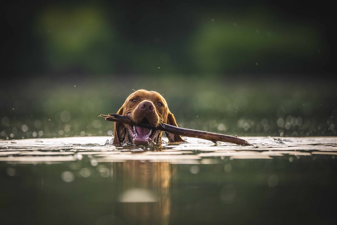 hvad koster hundetræning symboliseret med billede af hund med pind i munden, der bader i en sø
