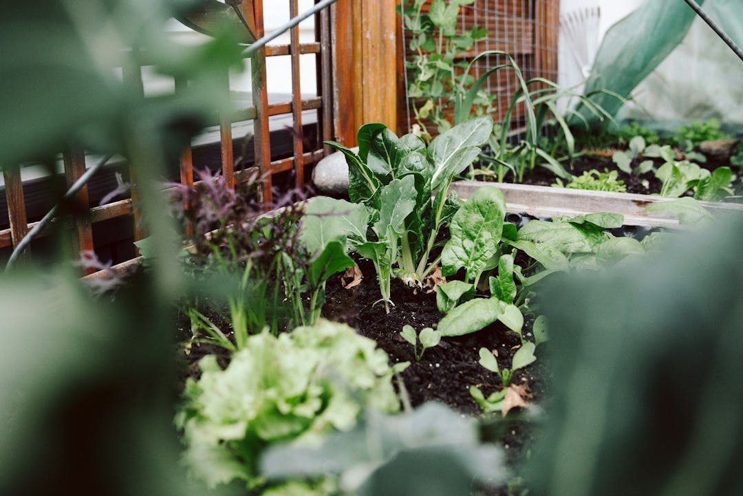 En velindrettet køkkenhave med salat i enkle plantebede