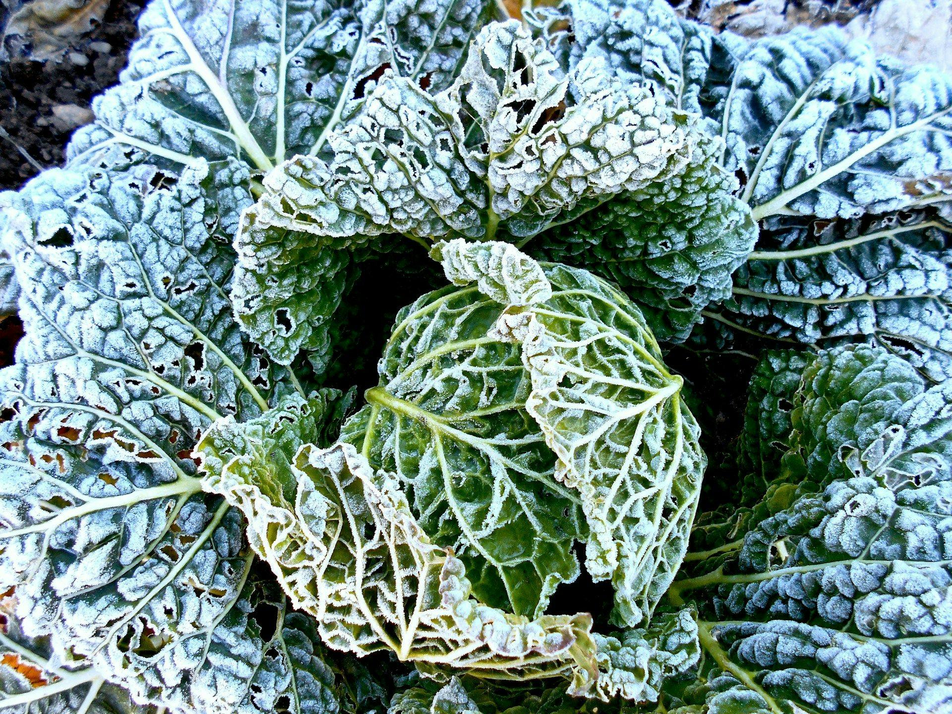 Kålblade med frost på