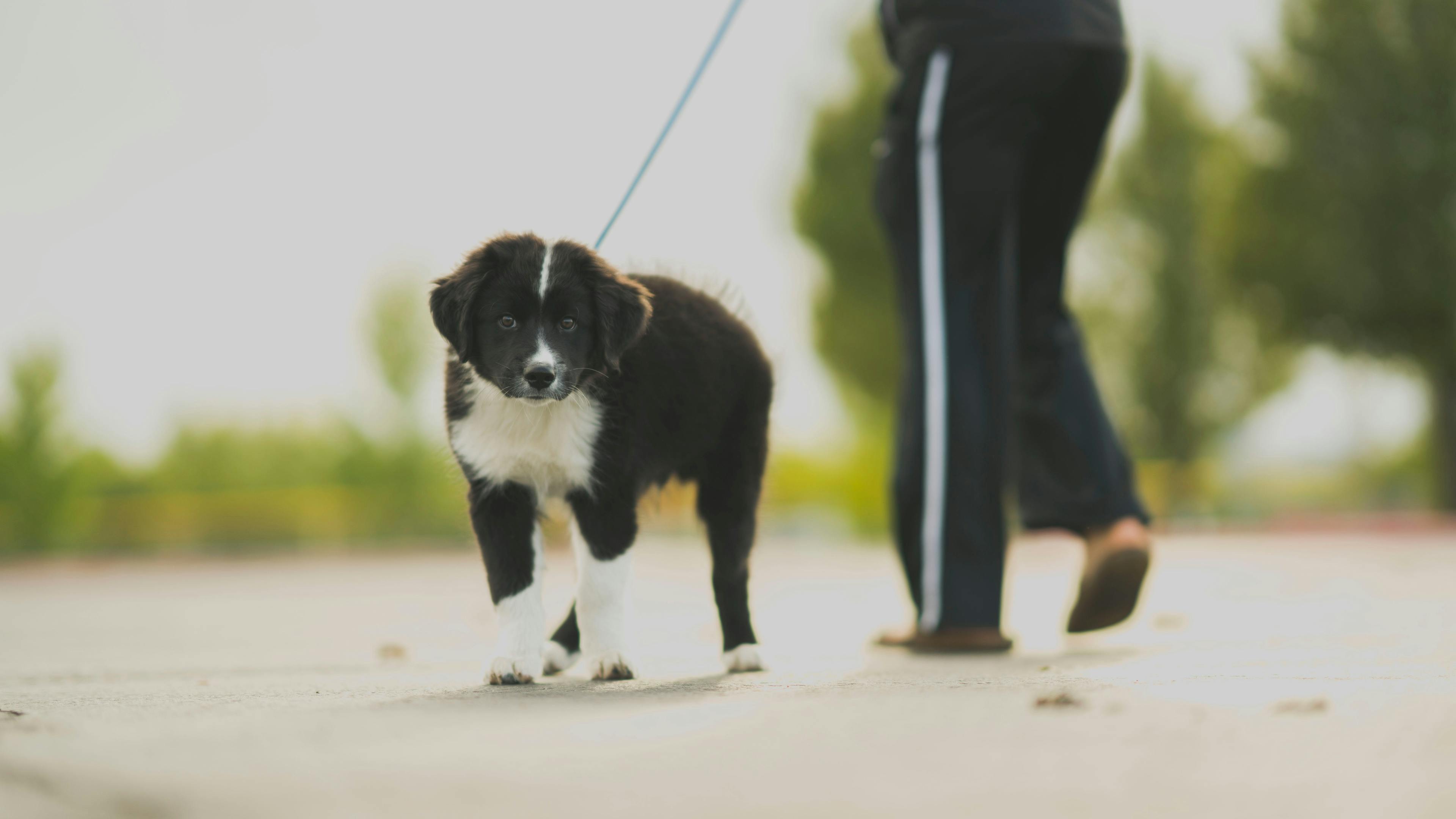hundehvalp gåture hvor langt må en hvalp gå