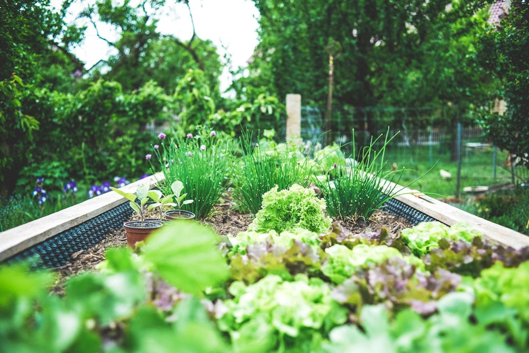Billede af grøn spirende køkkenhave med en række sunde, sprøde planter