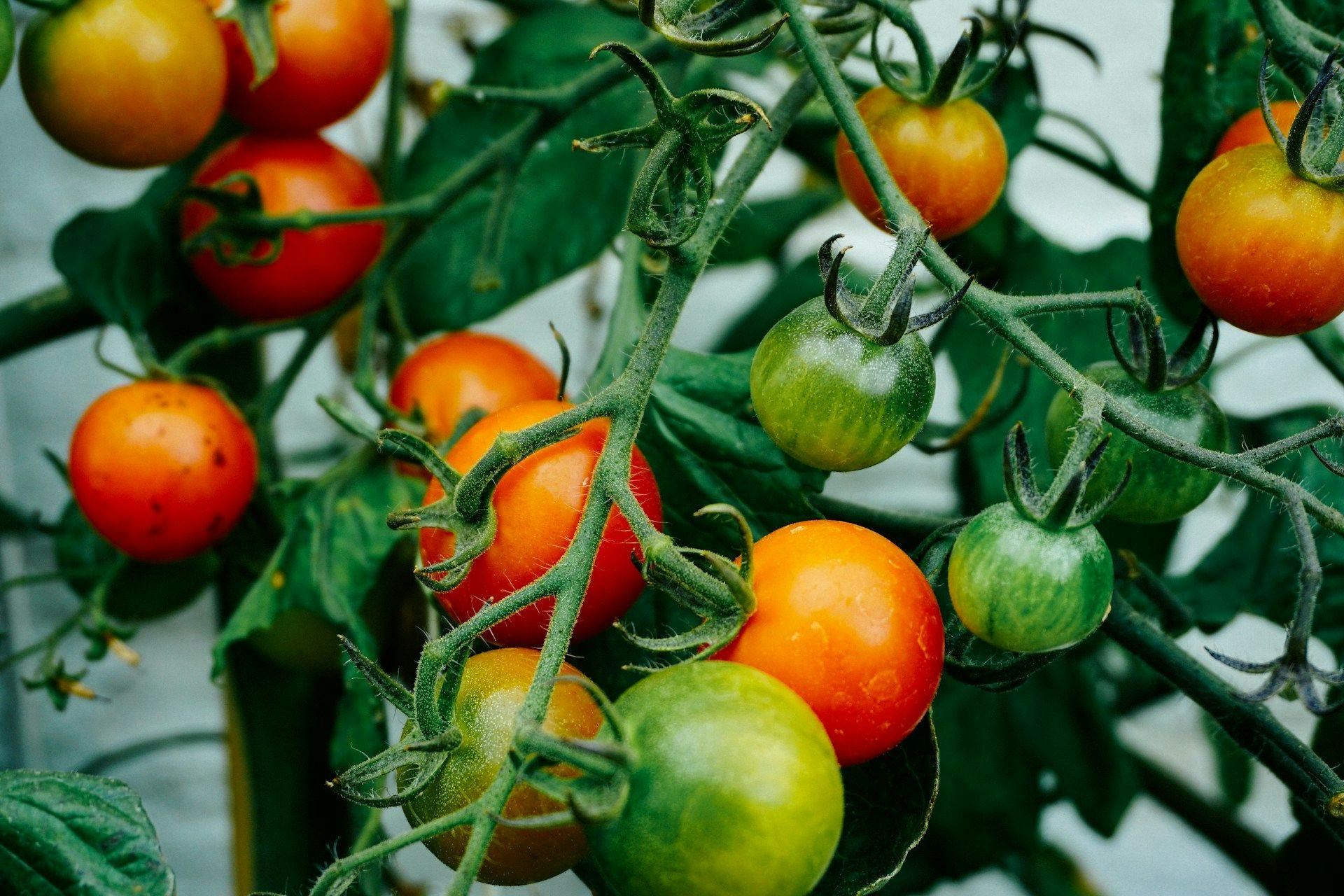 Flotte tomater i forskellige farver fra køkkenhaven
