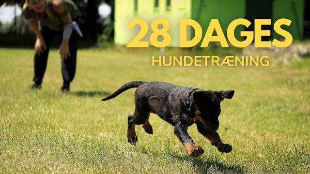 billede af kursus 28 dages hundetræning