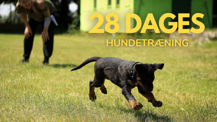 billede af kurset 28 dages hundetræning